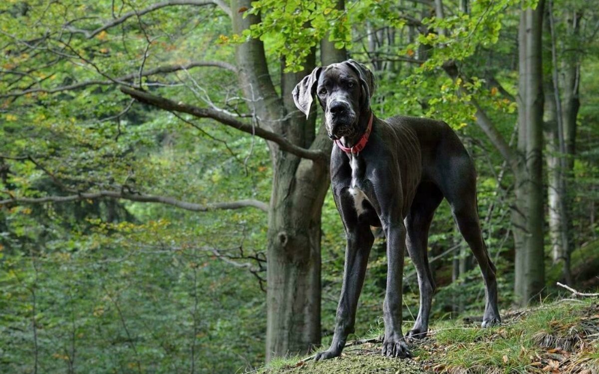 1606211817deutsche dogge hund pixabay 1606211817deutsche dogge hund pixabay