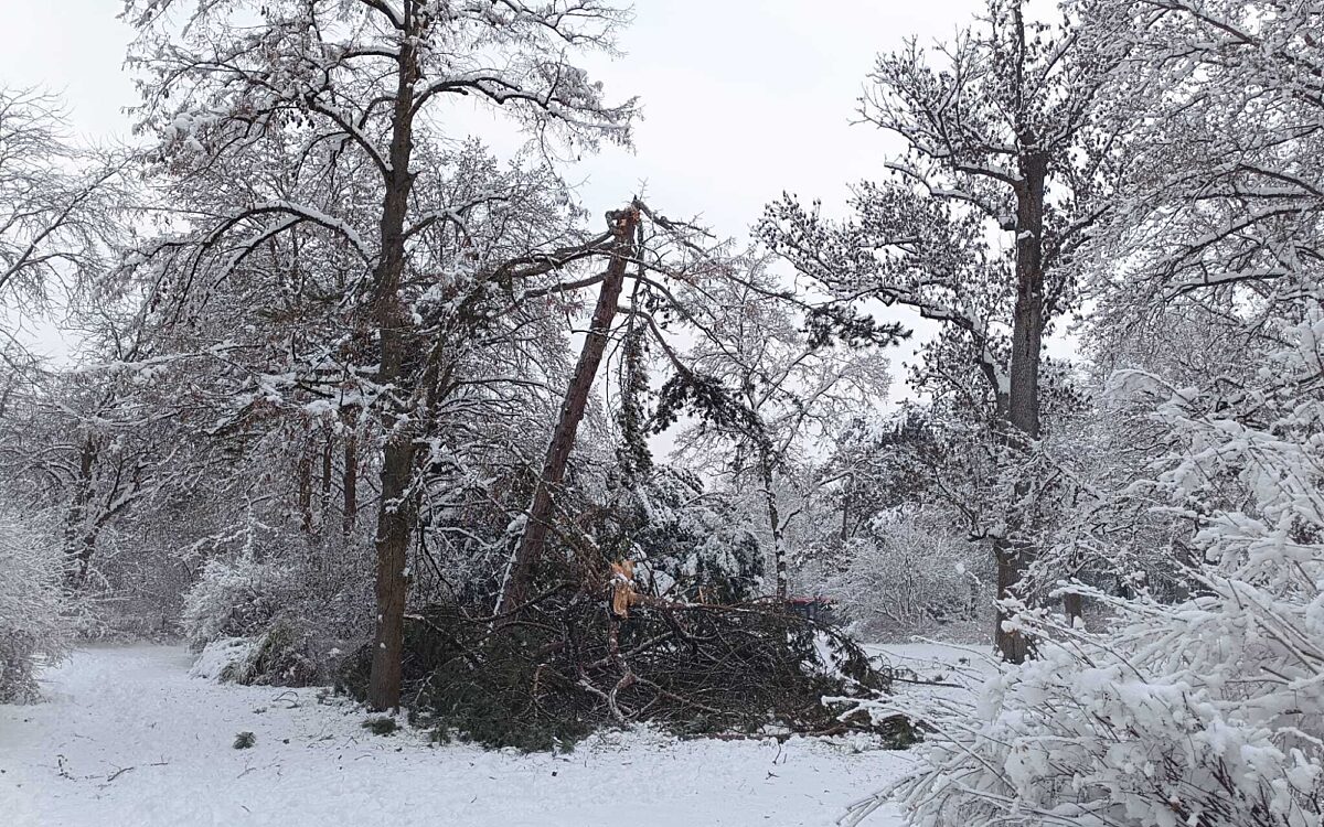 Ein abgebrochener Baum im Würzburger Ringpark