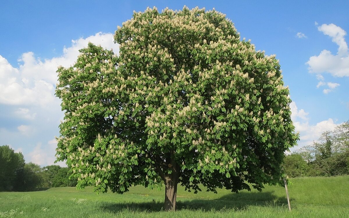 Baum Symbolbild Pixabay Baum Symbolbild Pixabay