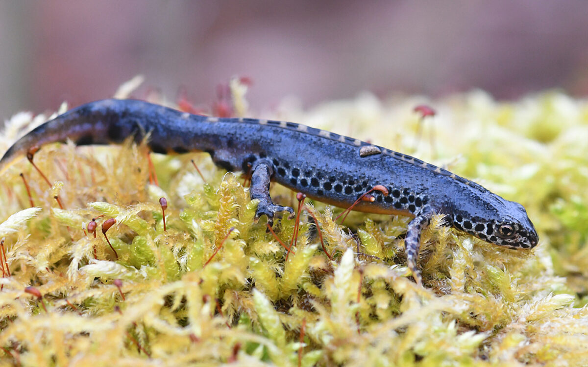 Ein Bergmolch Ein Bergmolch