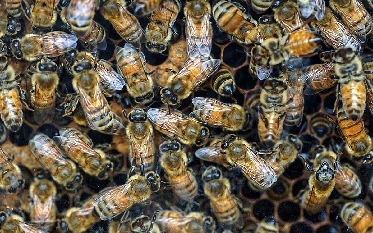 Eine Honigwaben mit vielen Bienen darauf Eine Honigwaben mit vielen Bienen darauf