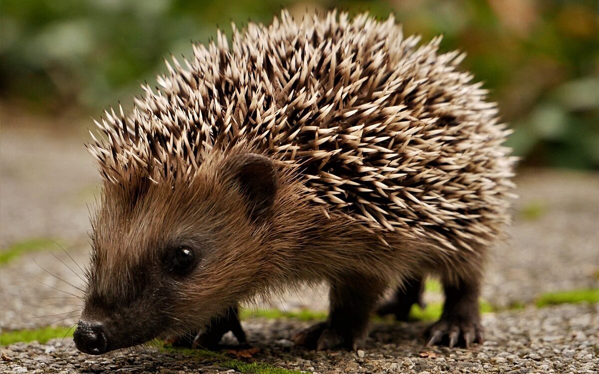 Ein Igel bei der Futtersuche Ein Igel bei der Futtersuche