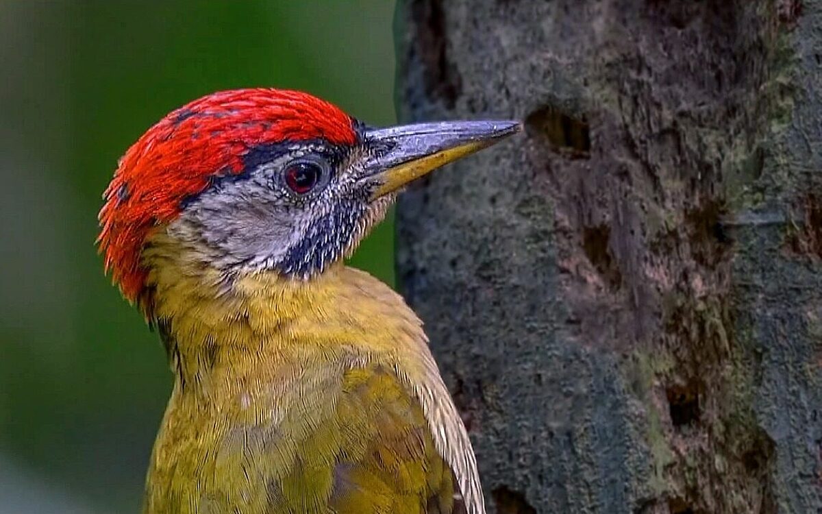 Ein Specht an einem Baum Ein Specht an einem Baum