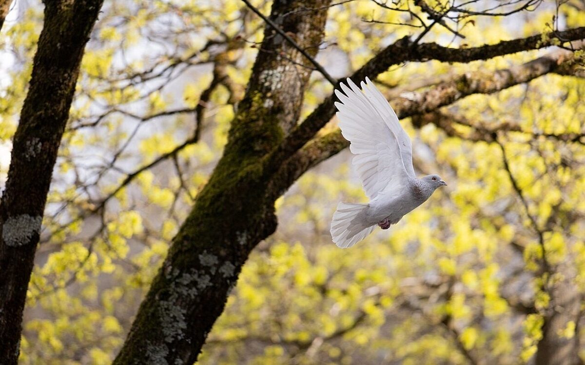 Eine Friedenstaube zwischen Bäume Eine Friedenstaube zwischen Bäume