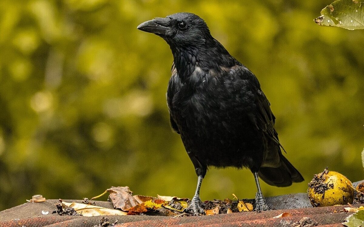 Eine Krähe Eine Krähe