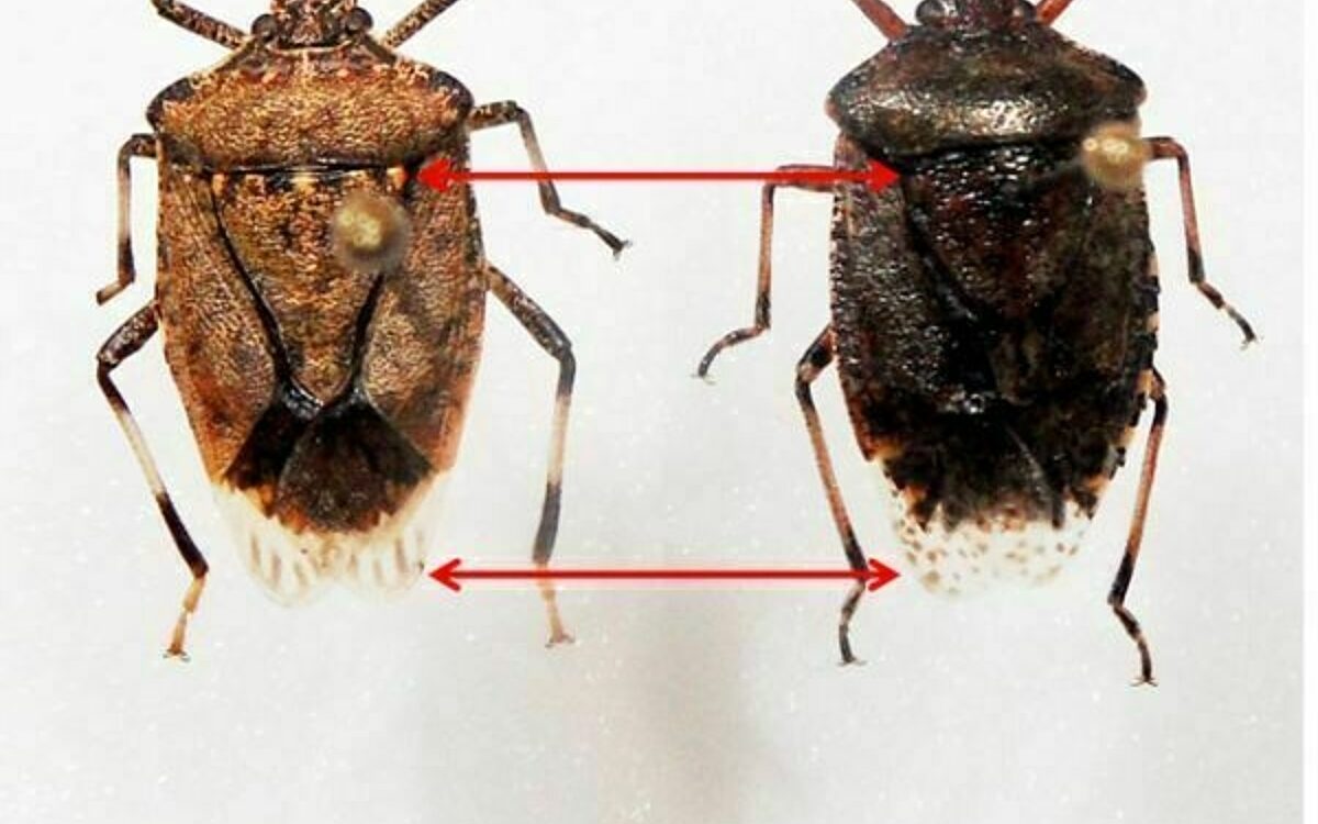 Eine marmorierte Baumwanze Eine marmorierte Baumwanze