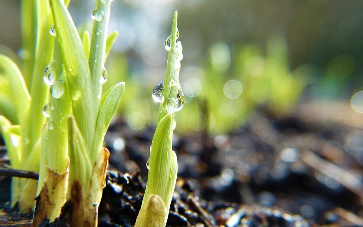 Eine Pflanze waechst aus dem Boden Eine Pflanze waechst aus dem Boden