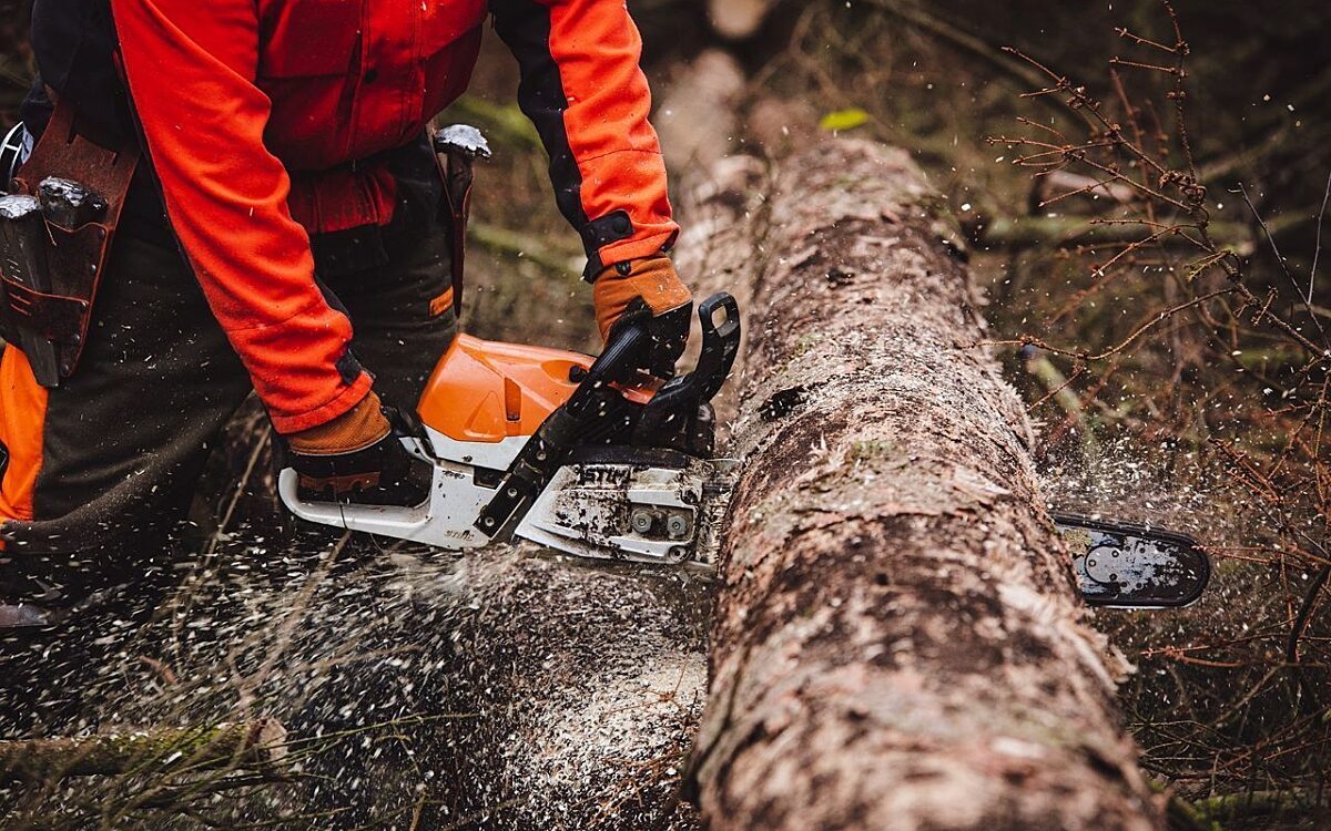 Baum Fällarbeiten im Wald Baum Fällarbeiten im Wald