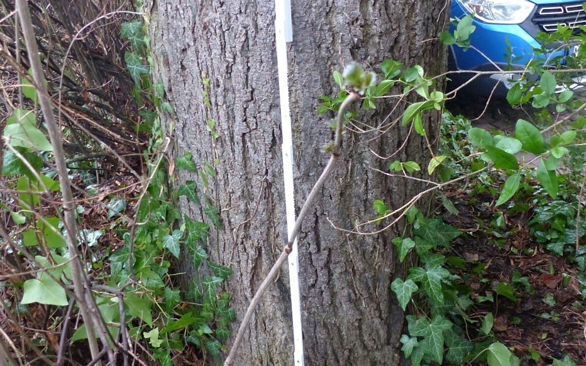 Friedenslinde Lohr Vandalismus Friedenslinde Lohr Vandalismus