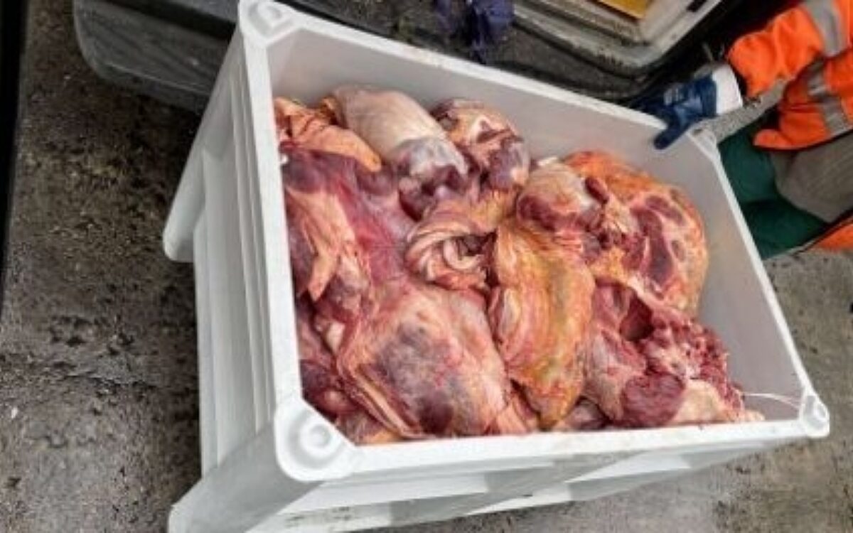 Gammelfleisch in einem Transporter Gammelfleisch in einem Transporter