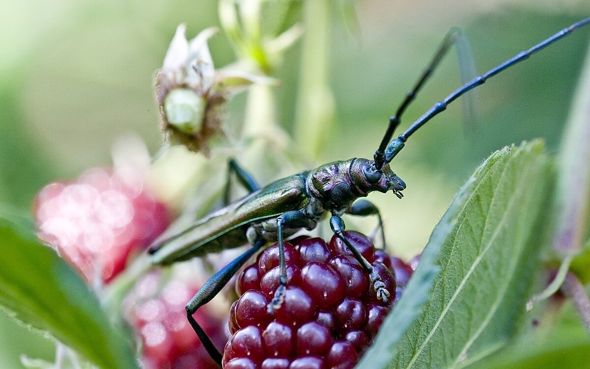 Heldbock groesster Kaefer Deutschlands Heldbock groesster Kaefer Deutschlands