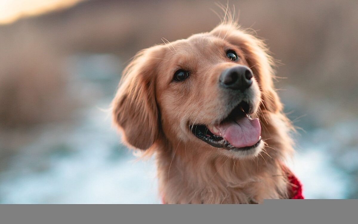 Hund Symbolbild Tierheim Pixabay Hund Symbolbild Tierheim Pixabay