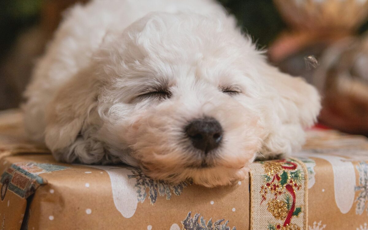Hund Weihnachten Geschenk Tierheim Unsplash
