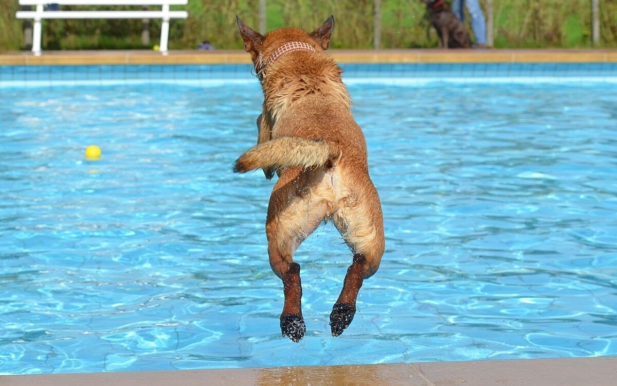 Hundi schwimmt im Freibad Hundi schwimmt im Freibad