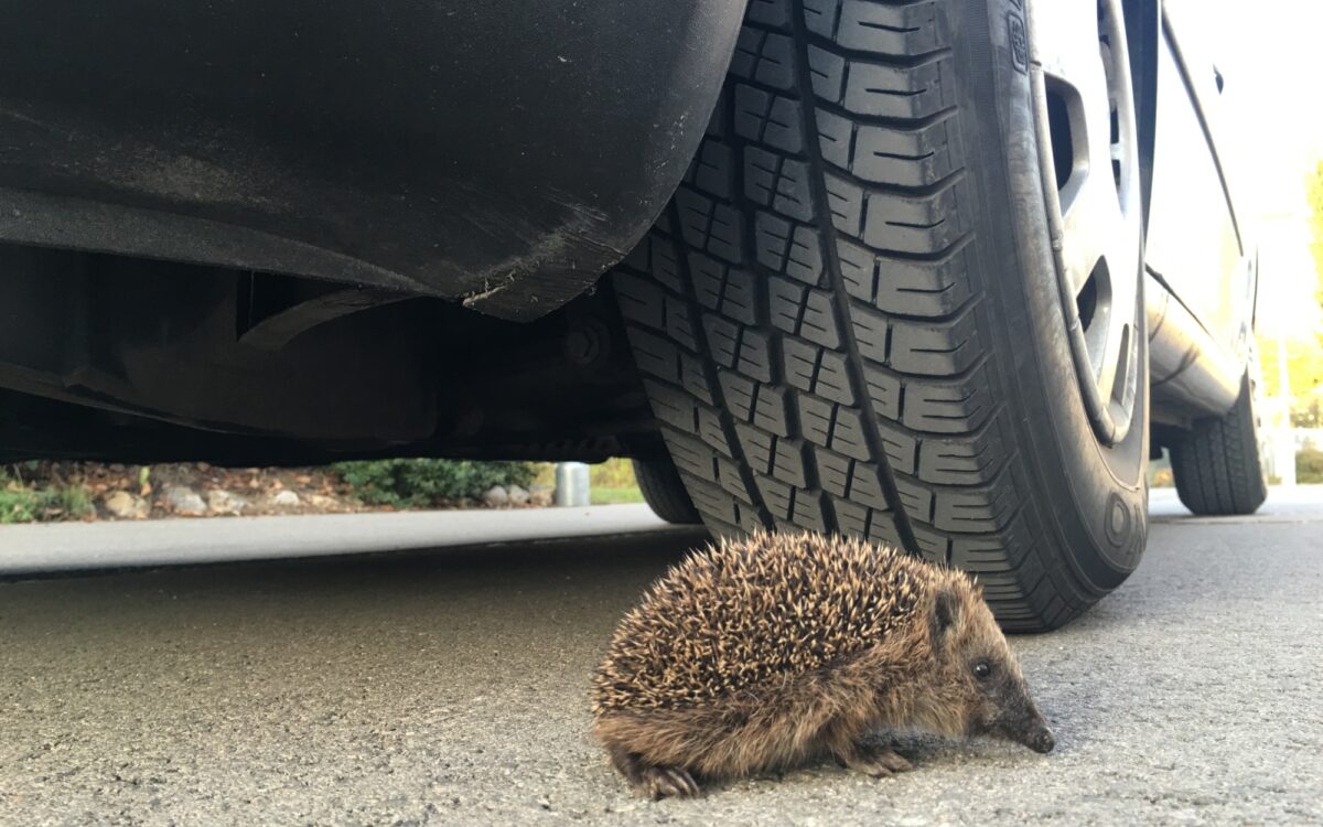 Igel Strasse Gehret Igel Strasse Gehret