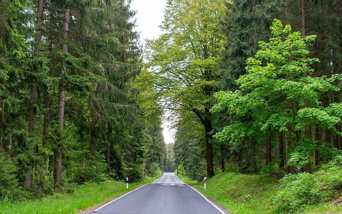 Landstrasse durch den Wald Landstrasse durch den Wald