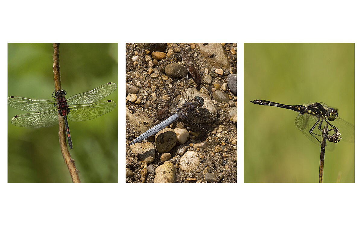 Libellen Uni Wuerzburg 1200 750 Libellen Uni Wuerzburg 1200 750
