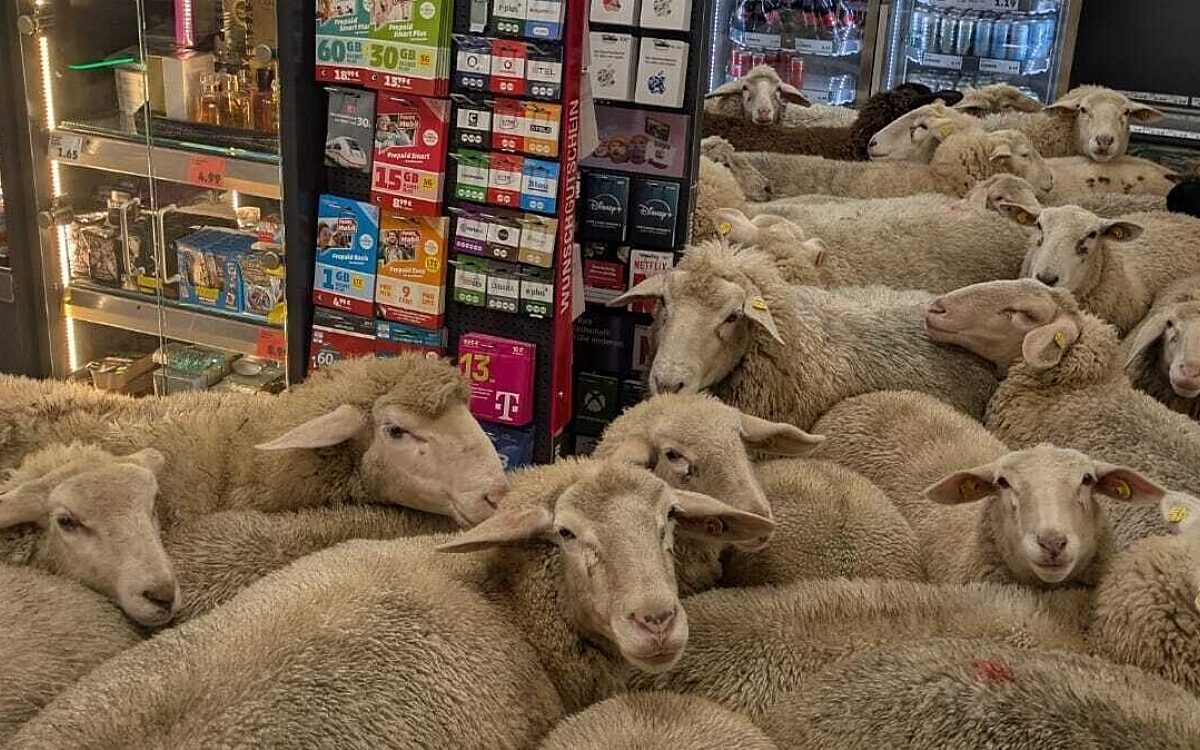 Schafe Supermarkt_Burgsinn