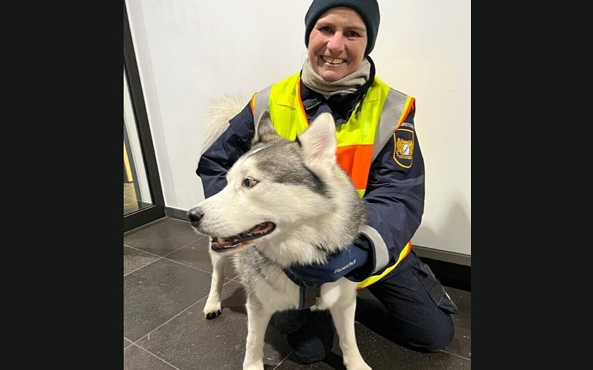 Sicherheitswacht kann Husky einfangen