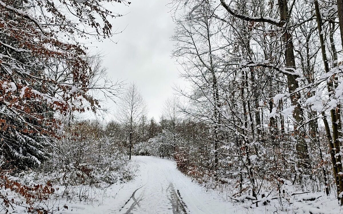 Stadtwald Wuerzburg im Winter Stadtwald Wuerzburg im Winter