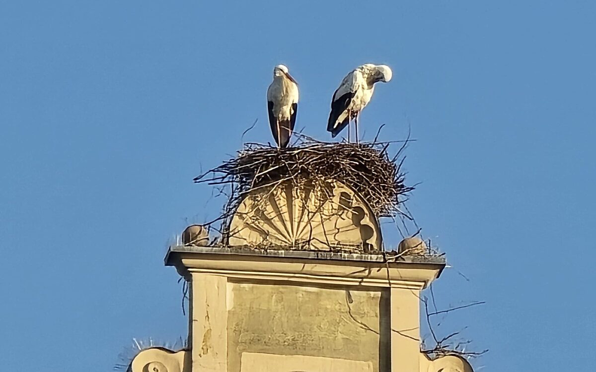 Die beiden Störche Bonnie und Clyde auf dem Diebenturm in Volkach Die beiden Störche Bonnie und Clyde auf dem Diebenturm in Volkach