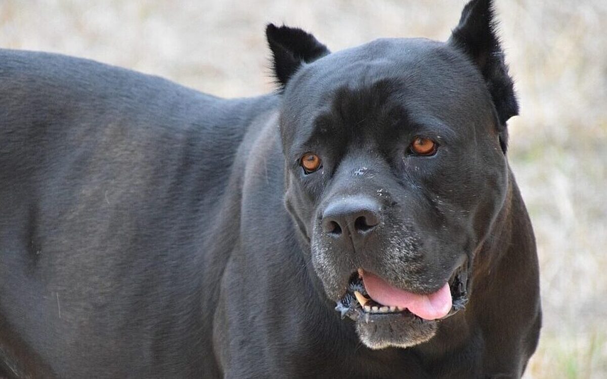 Symbolbild Kampfhund Symbolbild Kampfhund