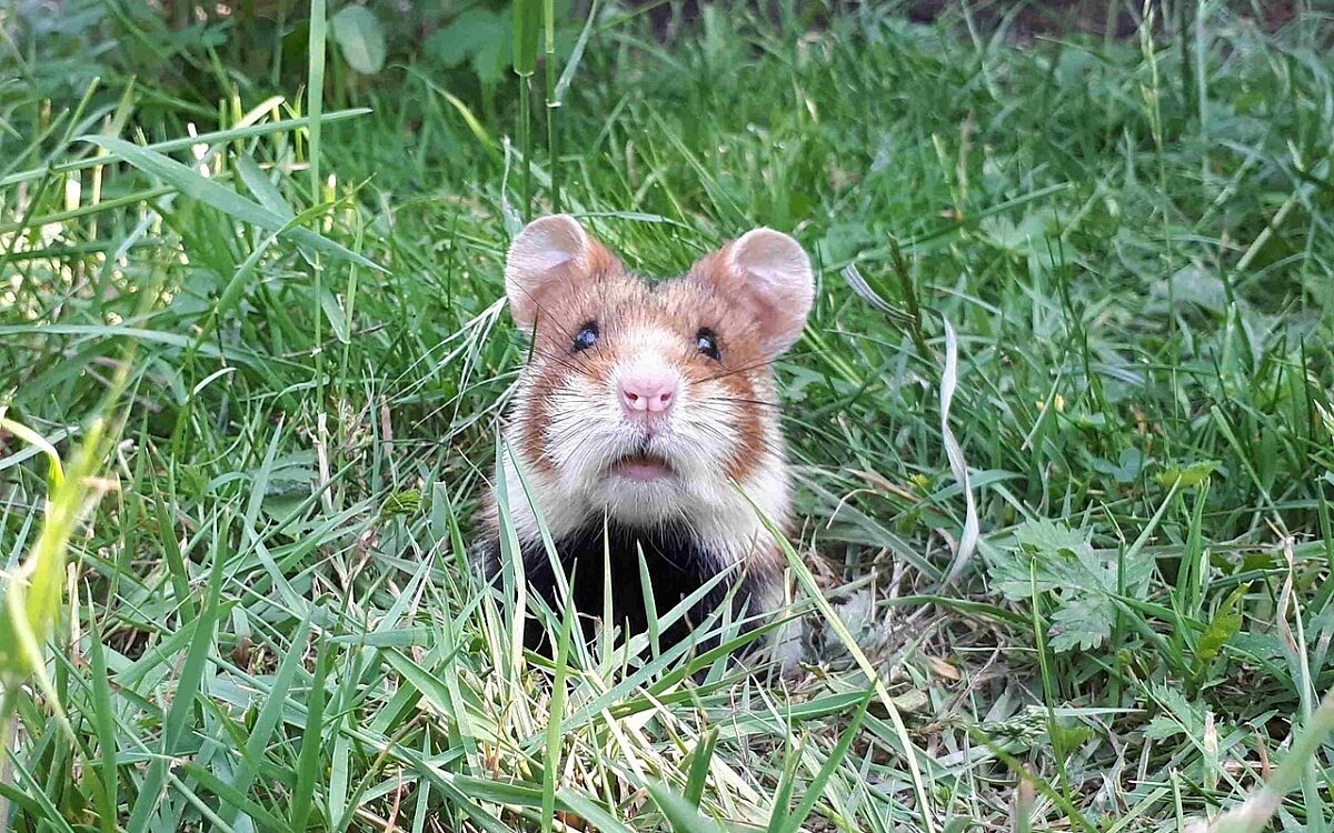 Symbolbild eines Feldhamster Symbolbild eines Feldhamster