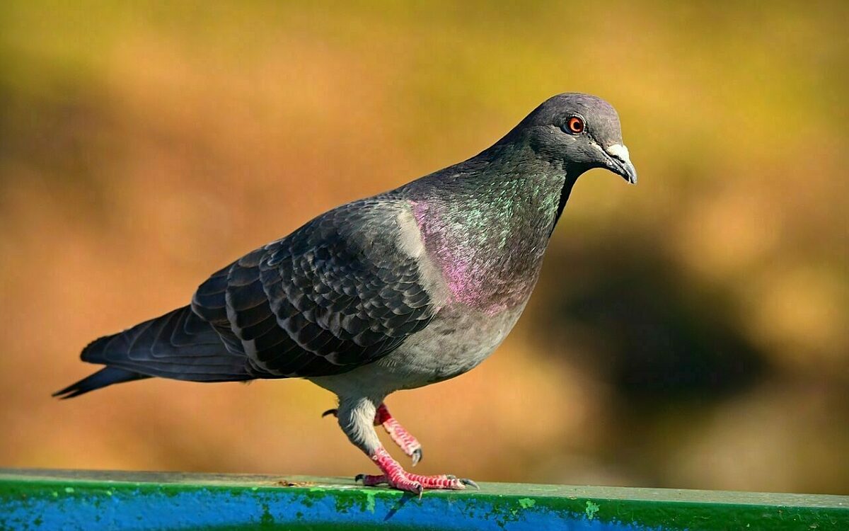 Taube steht auf Stange Taube steht auf Stange