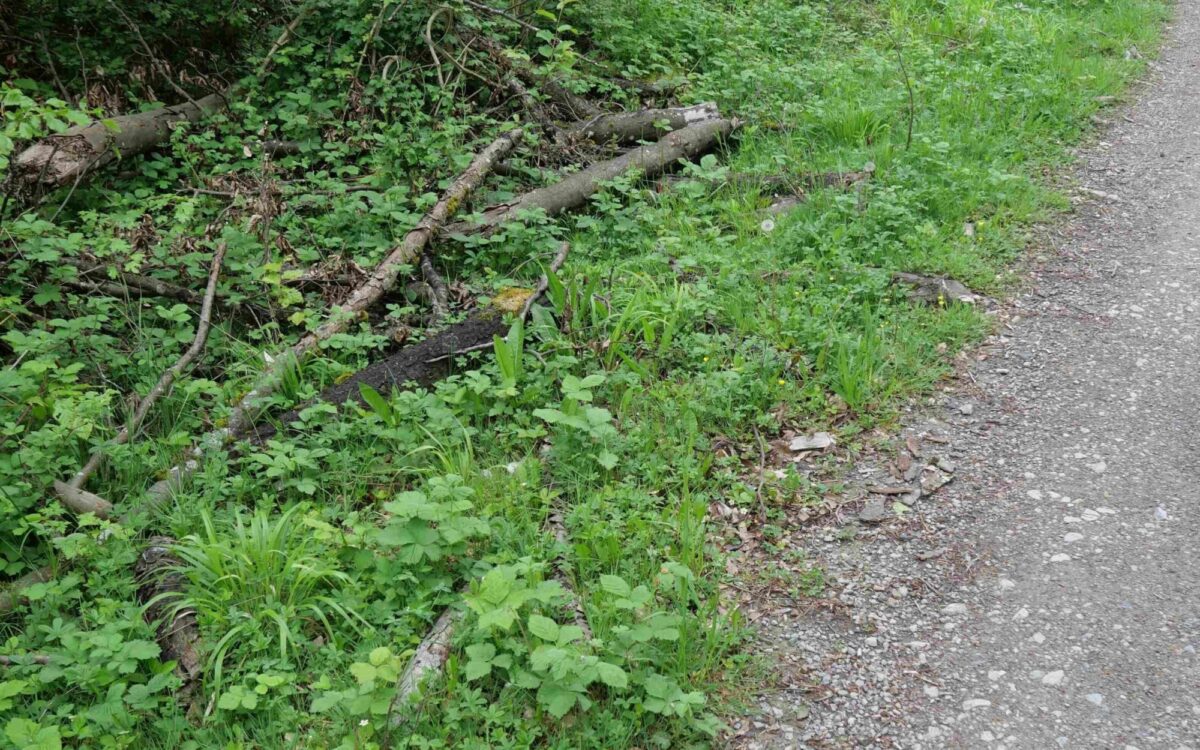 Waldschäden und Verkehrssicherung Äste Waldschäden und Verkehrssicherung Äste