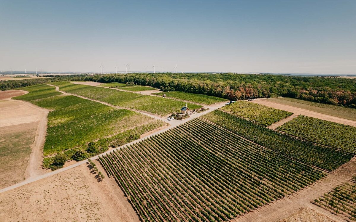 Weinberg von oben in Bergtheim an der Kapelle-2 Weinberg von oben in Bergtheim an der Kapelle-2