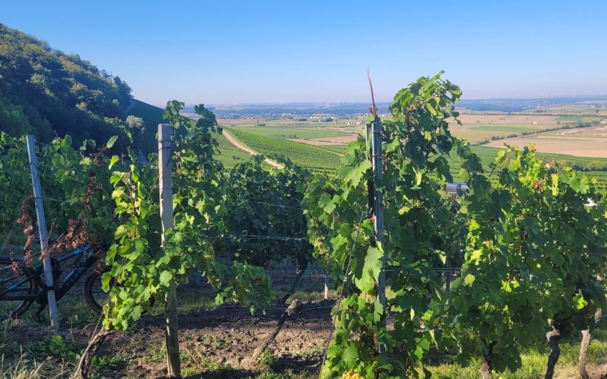 Weinberge und Trauben Weinberge und Trauben