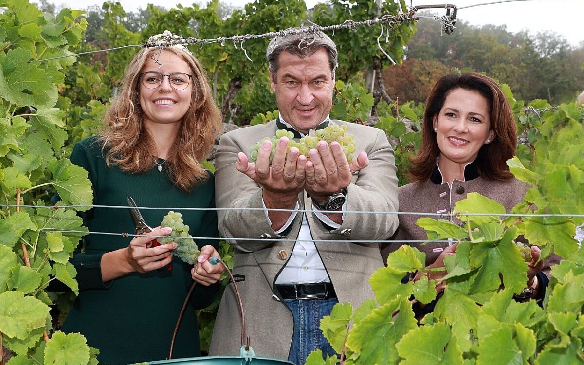 Weinlese 2022 in Franken eroeffnet Fraenkischer Weinbauverband Weinlese 2022 in Franken eroeffnet Fraenkischer Weinbauverband