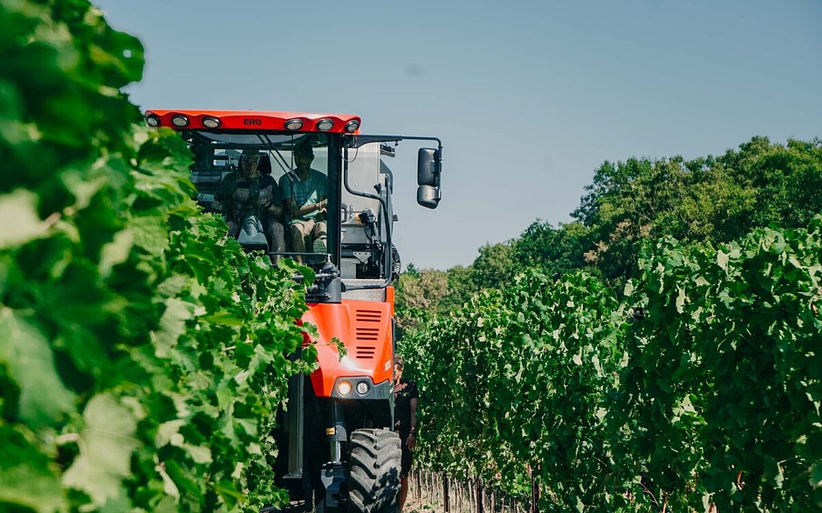 Vollernter auf der Weinlese in Bergtheim Vollernter auf der Weinlese in Bergtheim