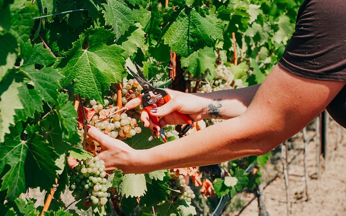 Weinlese mit Schere im Weinberg in Bergtheim Weinlese mit Schere im Weinberg in Bergtheim