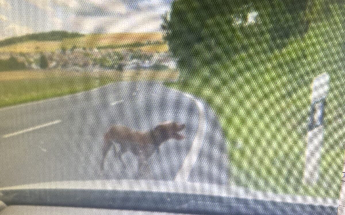 Wildernde Hunde Stetten 3 Wildernde Hunde Stetten 3