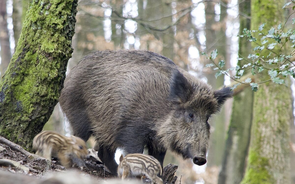 Wildschwein Pixabay Wildschwein Pixabay
