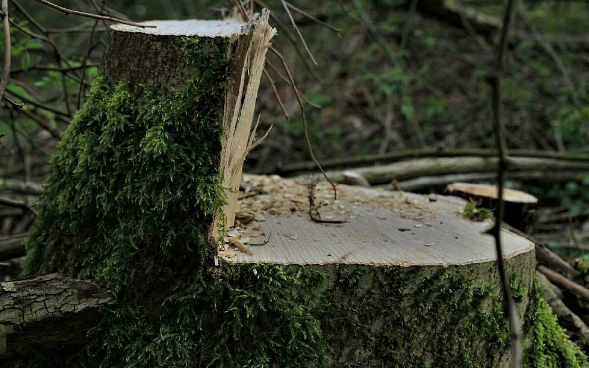 Ein gerodeter Baumstamm im Wald Ein gerodeter Baumstamm im Wald