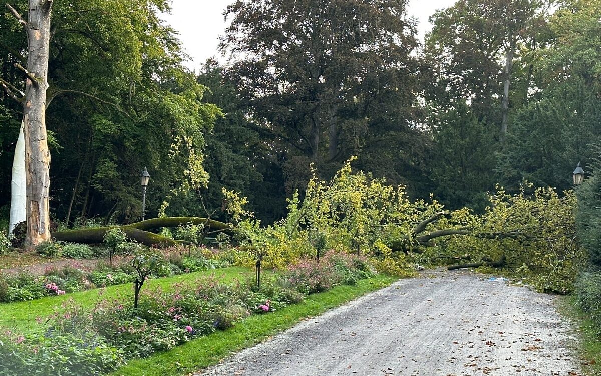 Diese etwa 20 Meter hohe Buche ist im Würzburger Ringpark umgestürzt Diese etwa 20 Meter hohe Buche ist im Würzburger Ringpark umgestürzt