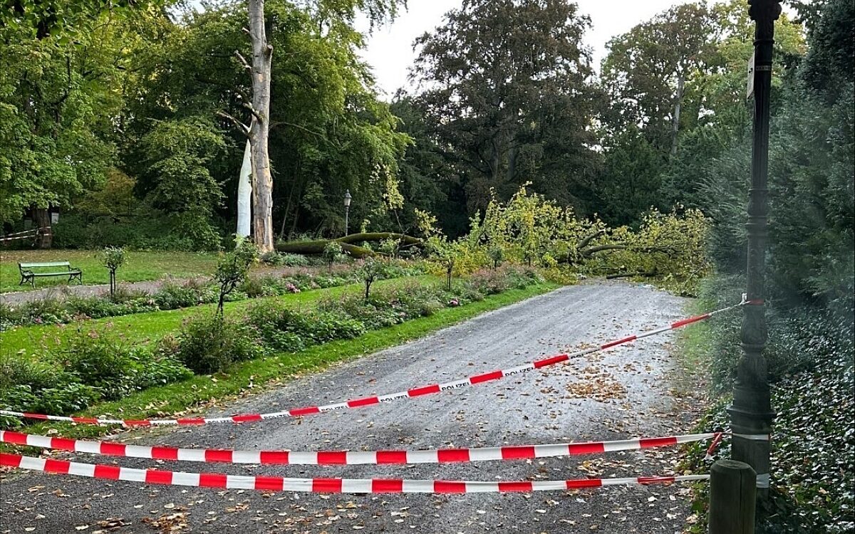 Dieser Baum ist im Würzburger Ringpark umgestürzt Dieser Baum ist im Würzburger Ringpark umgestürzt