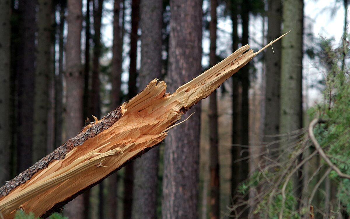 Ein abgeknickter Baum in einem Wald Ein abgeknickter Baum in einem Wald