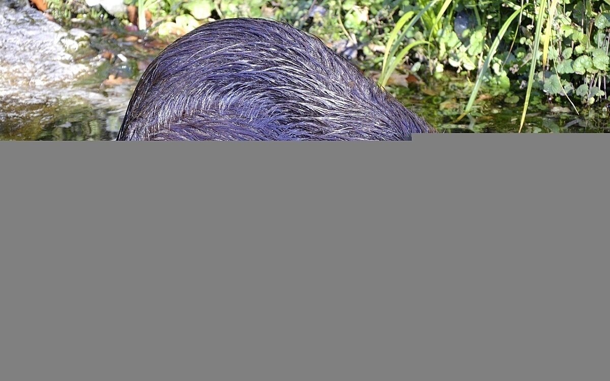 Biber im Wasser Biber im Wasser