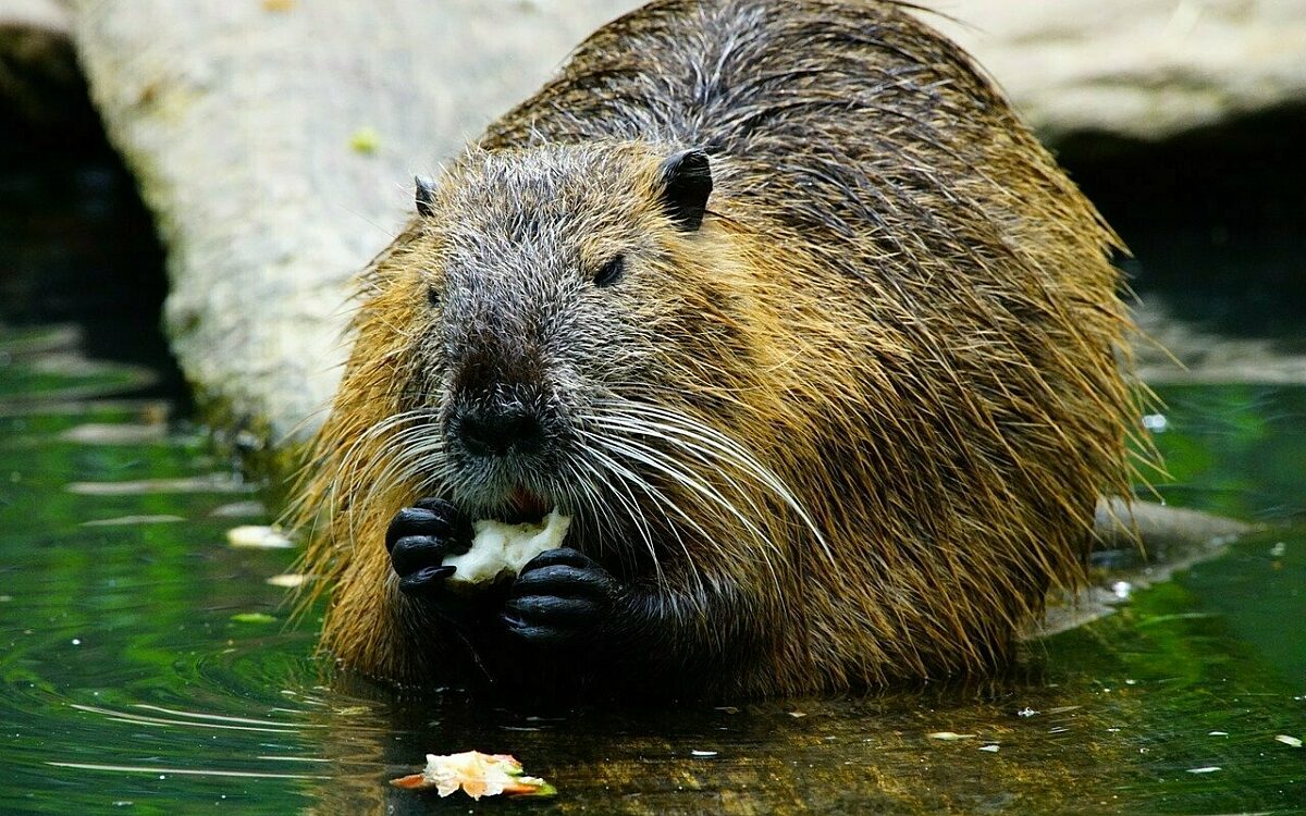 Ein Biber frisst ein Stück Obst Ein Biber frisst ein Stück Obst