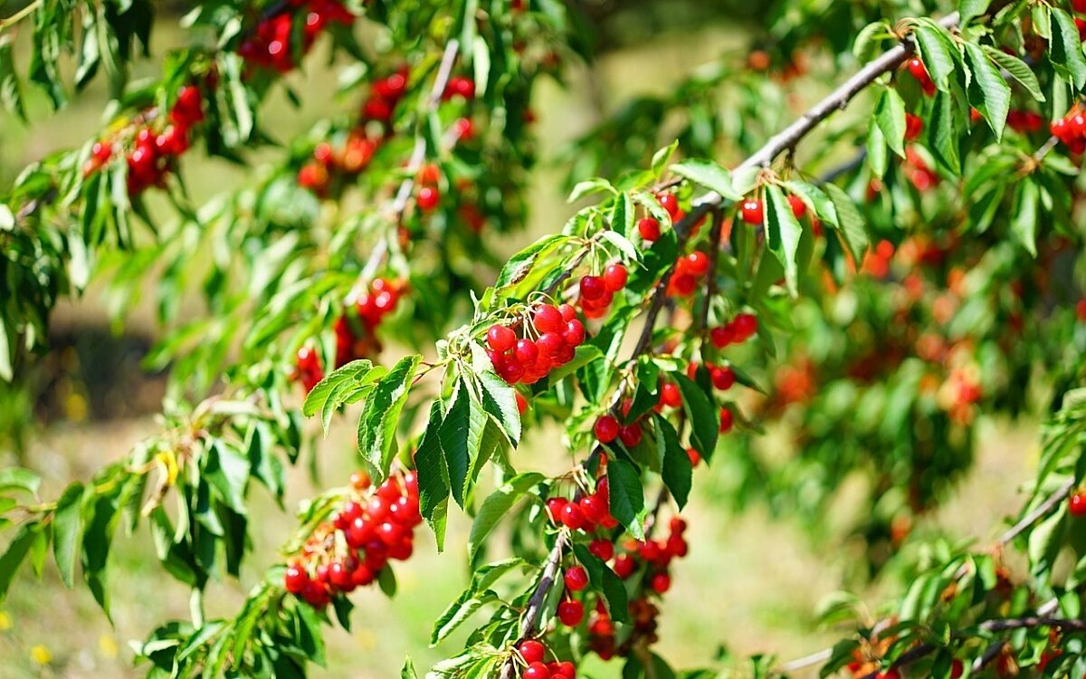 Kirschen an einem Baum Kirschen an einem Baum