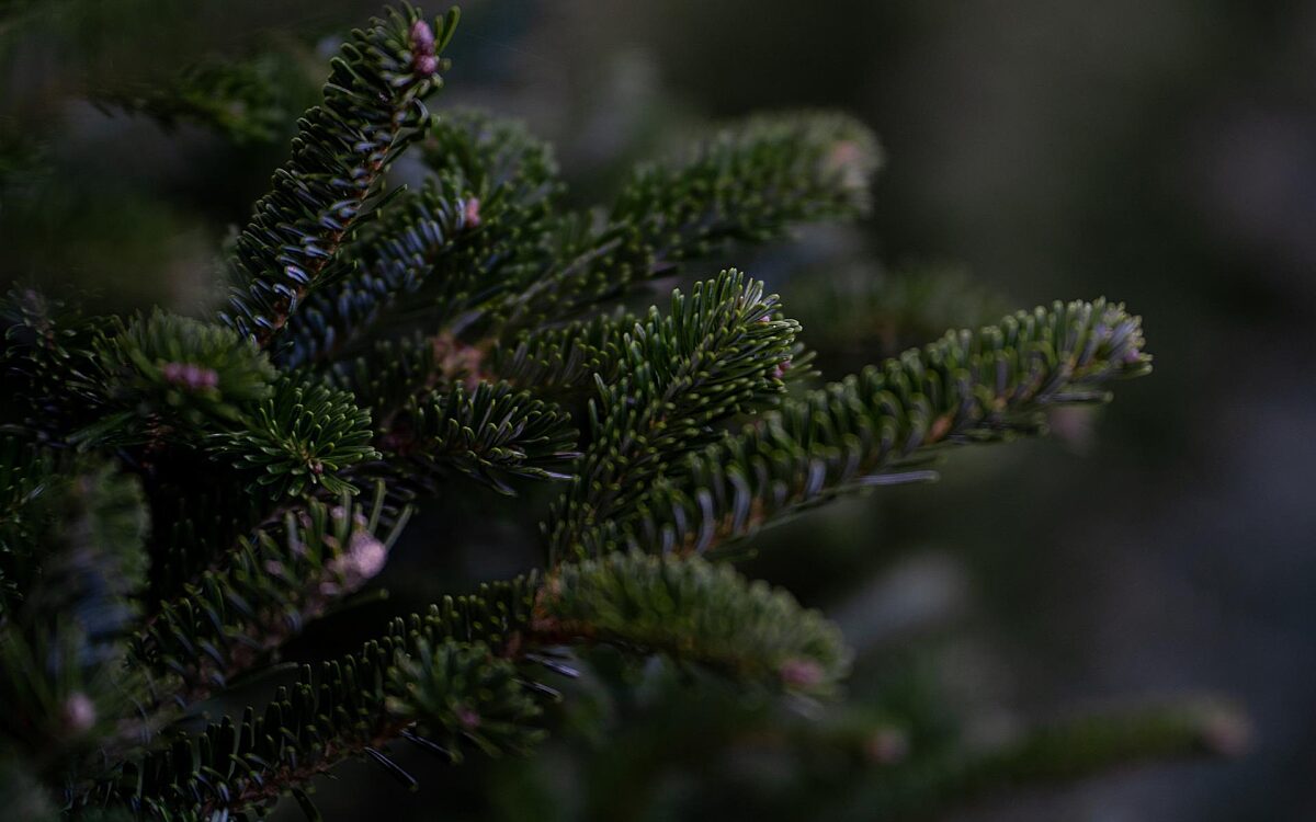 Zweig Weihnachtsbaum Zweig Weihnachtsbaum