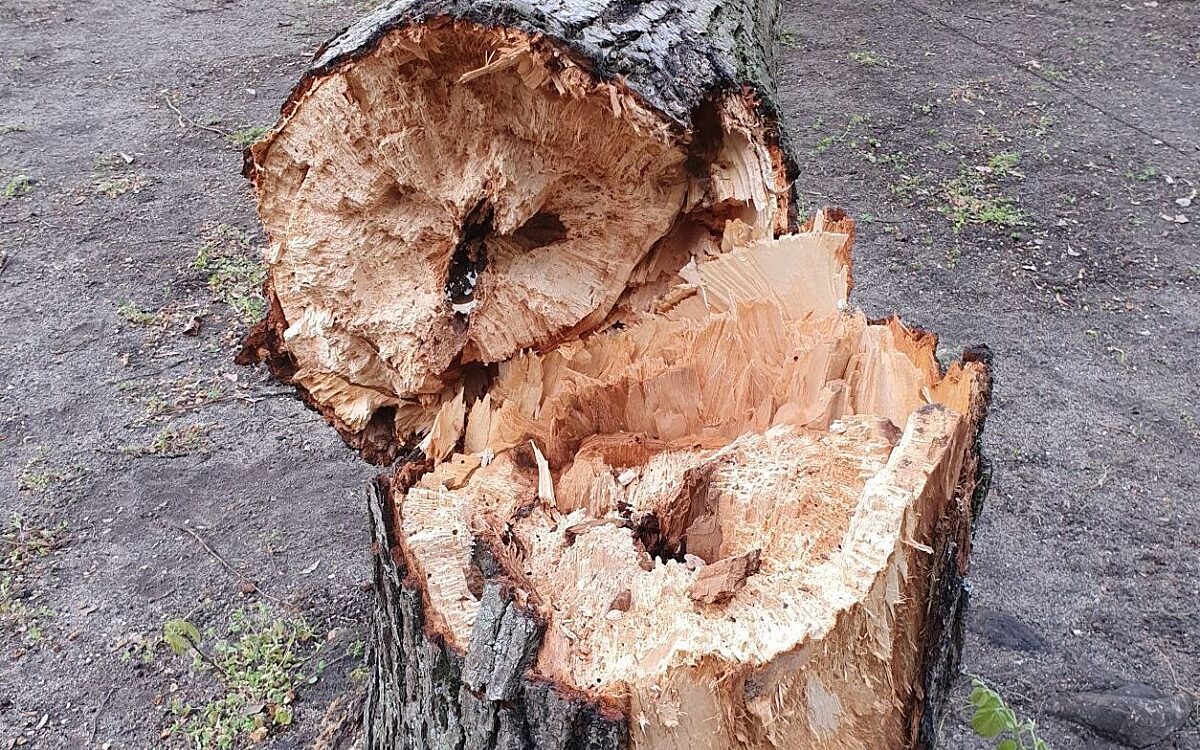 Ein abgeknickter baum in volkach Ein abgeknickter baum in volkach