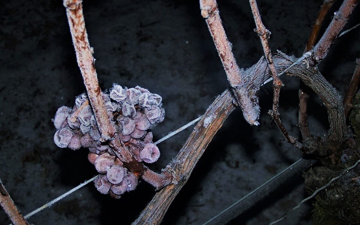 Der Eiswein wird geerntet Der Eiswein wird geerntet