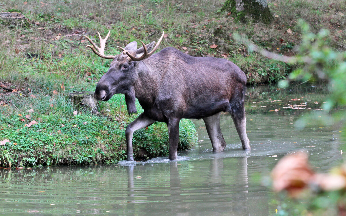 Der verstorbene Elch Lasse aus dem Wildpark Schweinfurt steht in einem Gewässer Der verstorbene Elch Lasse aus dem Wildpark Schweinfurt steht in einem Gewässer