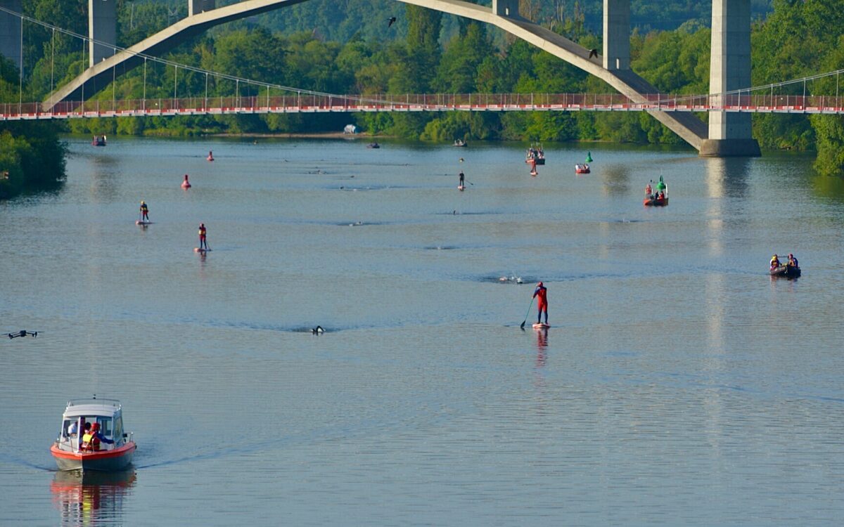 Sportler schwimmen im Main und werden von Booten begleitet Sportler schwimmen im Main und werden von Booten begleitet