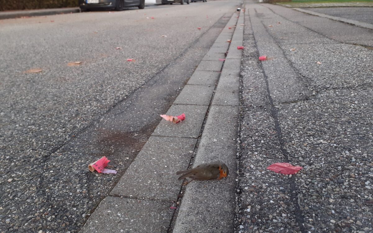 Ein Rotkehlchen liegt tot auf einer Straße, daneben Feuerwerks-Müll Ein Rotkehlchen liegt tot auf einer Straße, daneben Feuerwerks-Müll