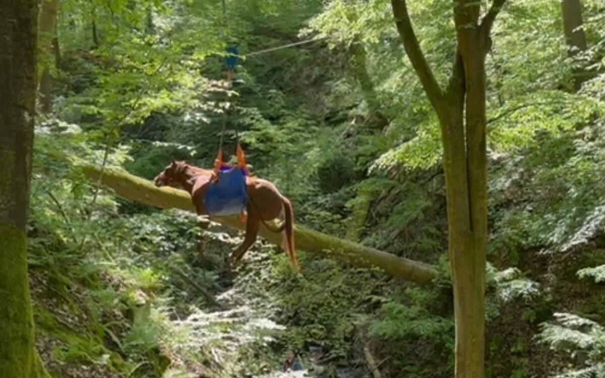 Das Pferd hängt in einer Schlinge und wird aus der Schlucht gehoben Das Pferd hängt in einer Schlinge und wird aus der Schlucht gehoben